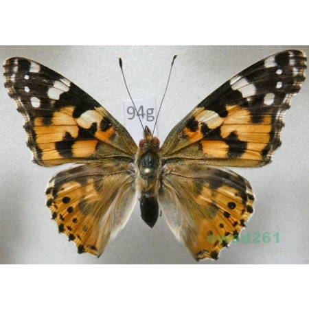 Vanessa cardui (Linnaeus, 1758) Rusałka osetnik Poland94g